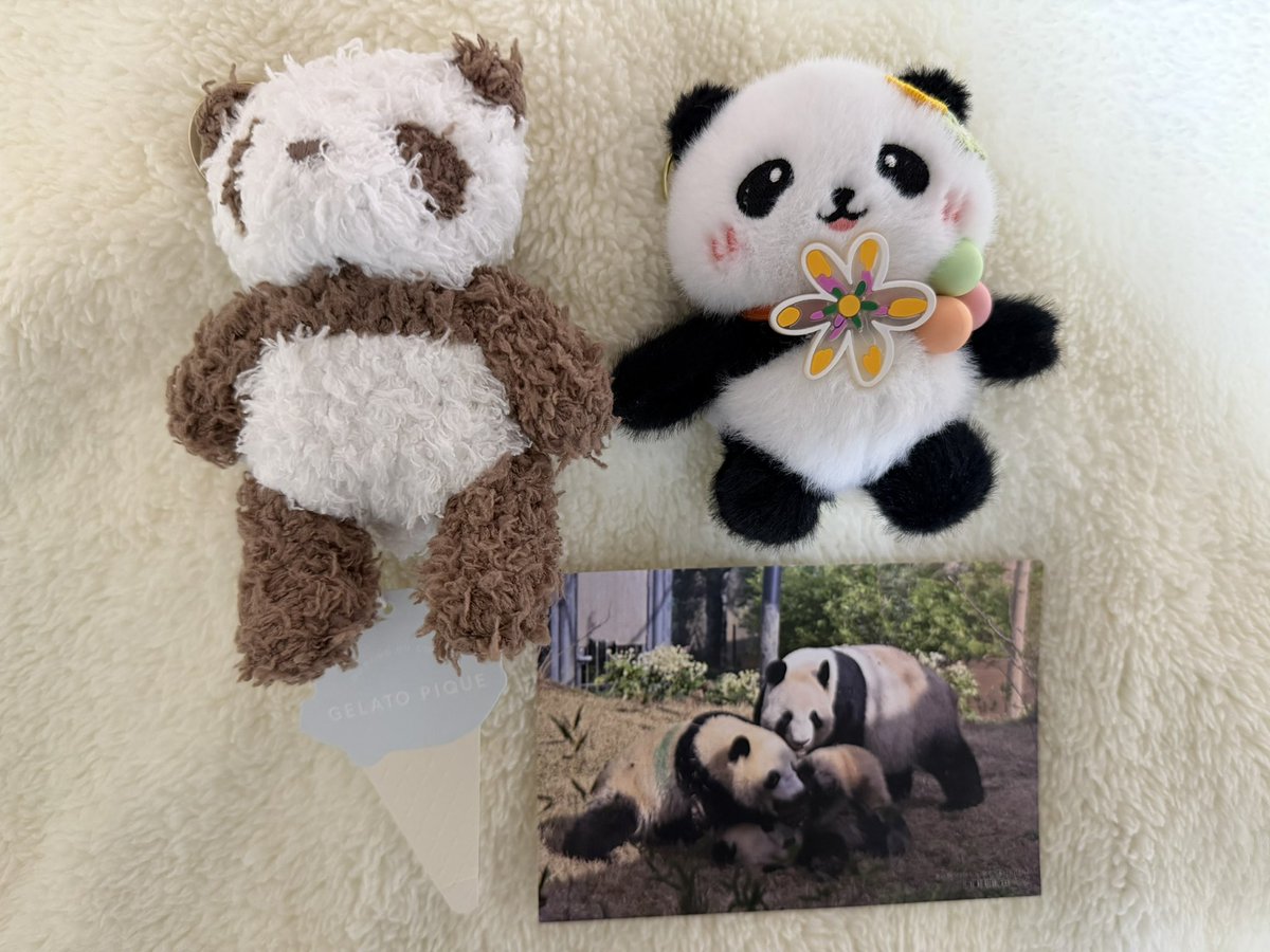 ダイスキ シャオシャオ！レイレイ！ 満喫④ パン友さんよりチーザイ