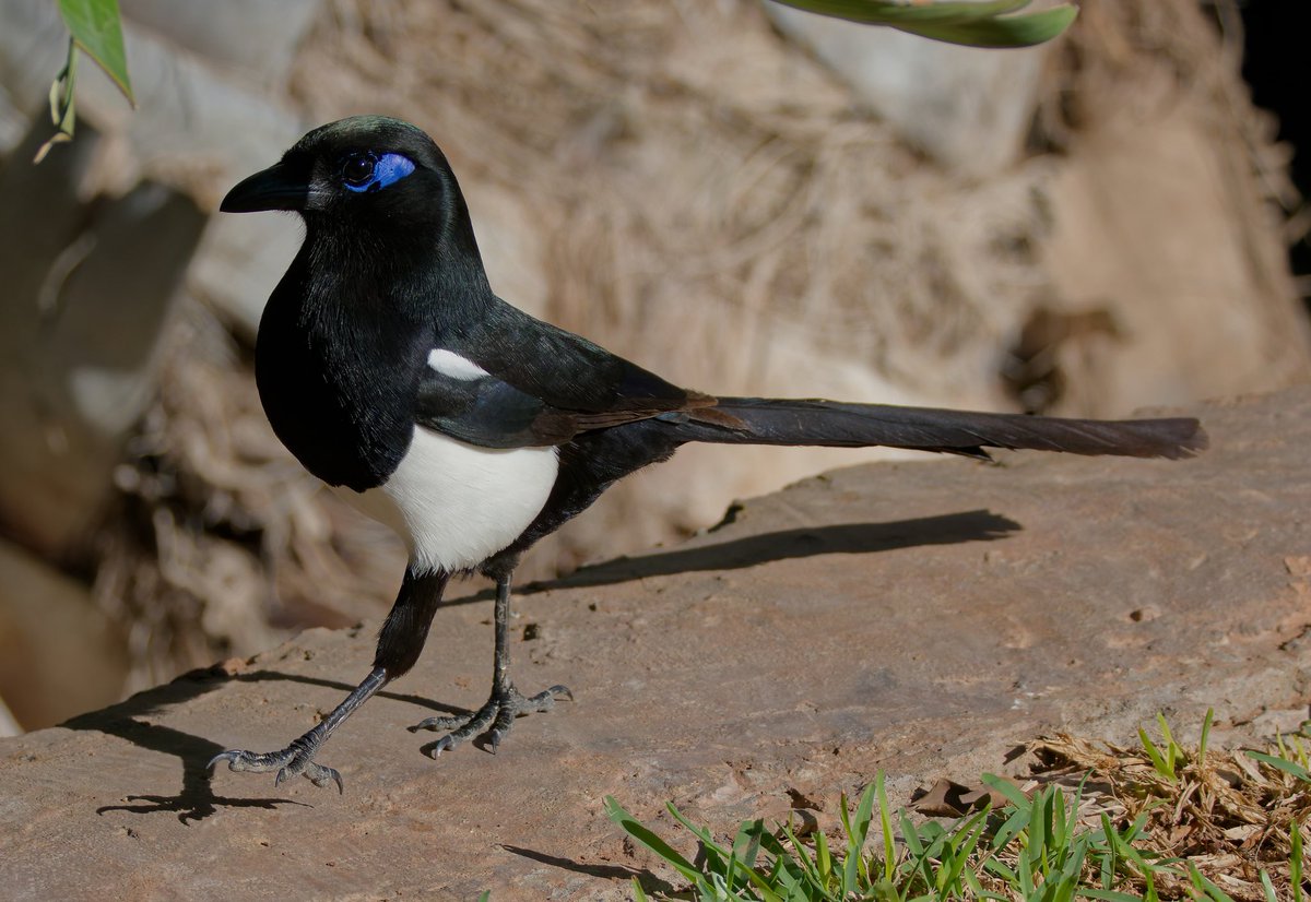 stormcabbirds's tweet image. Morocco’s Maghreb Magpie strutting. Very subtle differences to our European one.