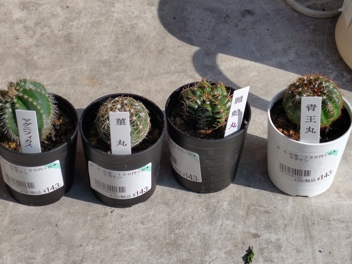 サボテン買ってしまった。 JAに並べてあった。 1鉢が130円プラス税