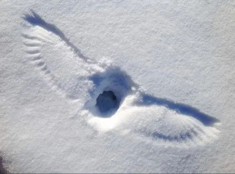 AMAZlNGNATURE's tweet image. An owl finding something to eat in the snow