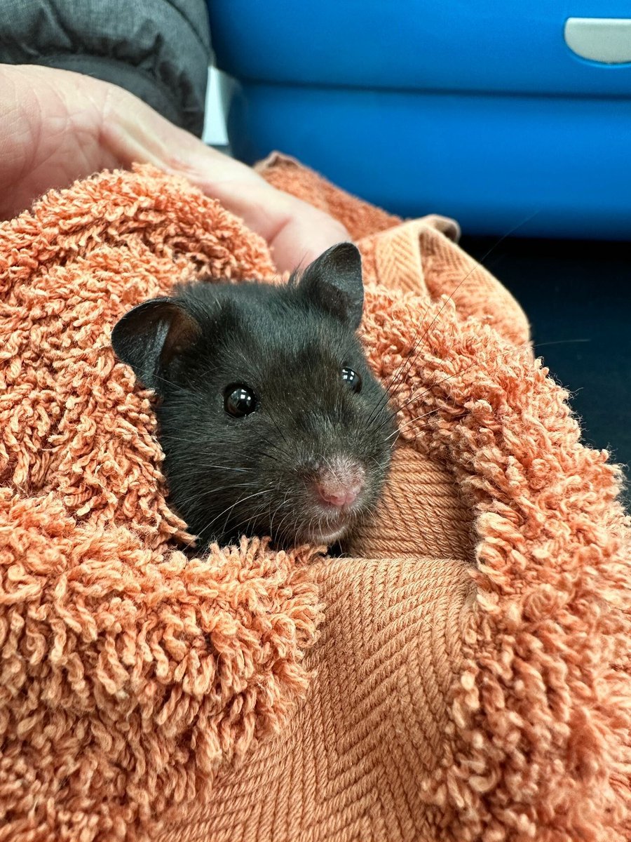 St Kitts Veterinary Group tweet media