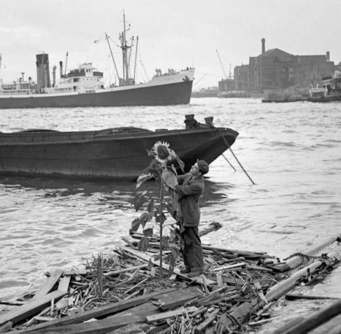 The_East_End's tweet image. 1955 - Nature finds a way - a seven foot tall sunflower takes root on a narrow floating raft in the Thames at Limehouse - it is tended by a Mr F. Conn and is thought to have come from a seed dropped by a bird… #eastend #sunflower