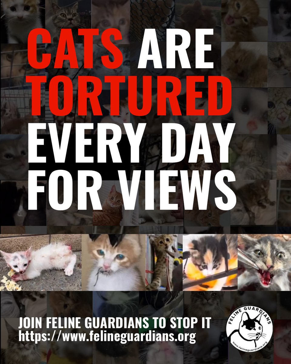FG_Belgium's tweet photo. Today, on the global day of vigil for the victims of cat torture rings, we mourn hundreds of thousands of innocent cats who were tortured, and killed in unimaginable ways.

📷 Feel free to download this graphic and post it on your profiles on social media to spread the word! https://t.co/1M1s9BcN7l