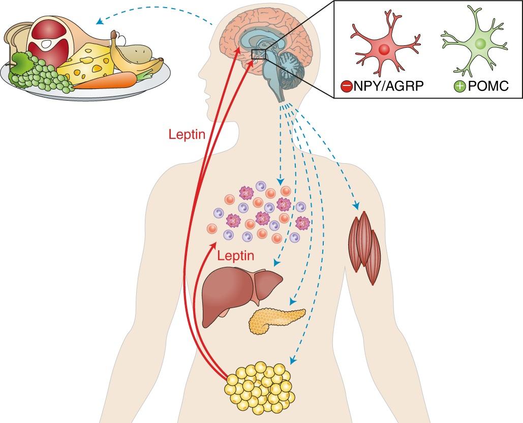 senjihouse's tweet photo. Leptin 101

Apa itu leptin?

Leptin= hormon utama (master hormone) yg mengawal semua proses metabolisma tenaga dan keseimbangan badan— fertility &amp; fecundity, insulin, thyroid, sex hormones etc. https://t.co/k6fcwCMJUG