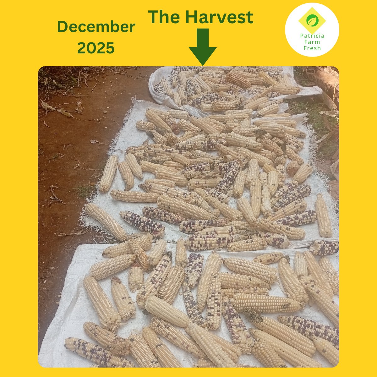 Patricia Henry tweet media