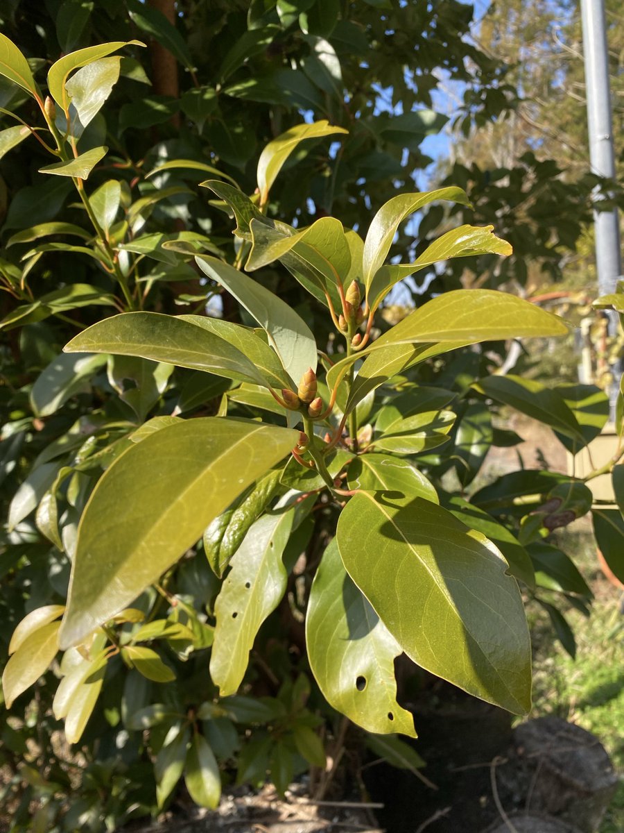 #王さまのぶどう
#農家の終礼
#シグナス
本日の植物はタブノキです