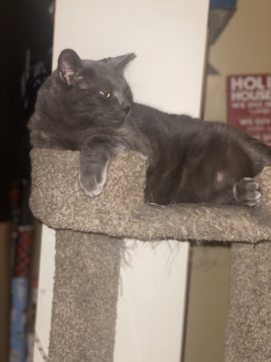 I was sad and then I pet my kitty and now I’m less sad