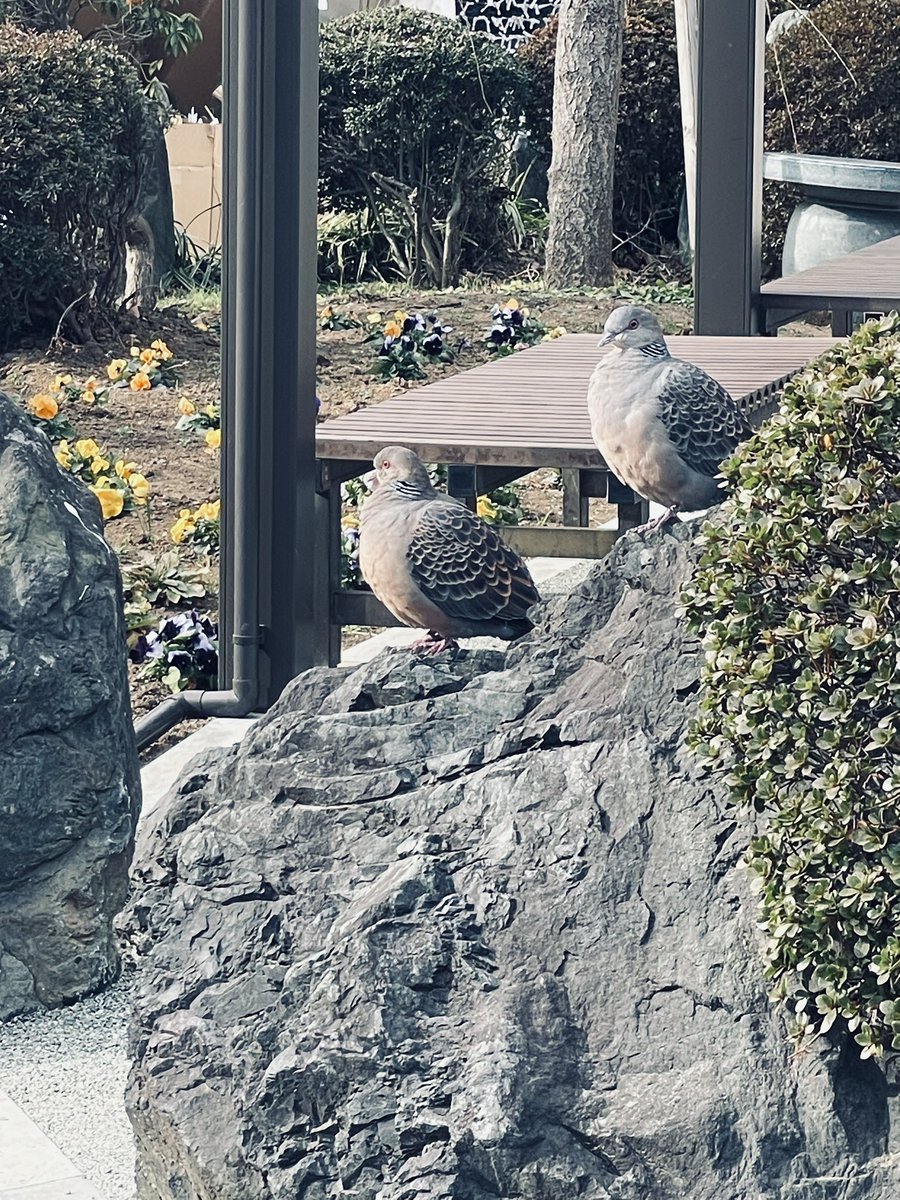 先日、遅ればせながら氏神さまに
お詣りに行ってきたんだけども
ハトが岩に同化してて
ハッとしたよね。ハトだけにね🐦🐦←
うん。
まだ寒い日は続きそうだね。

1月半ばにして
すでにアタマがギューンとなってますが
ぐぁんばります。ぽ。