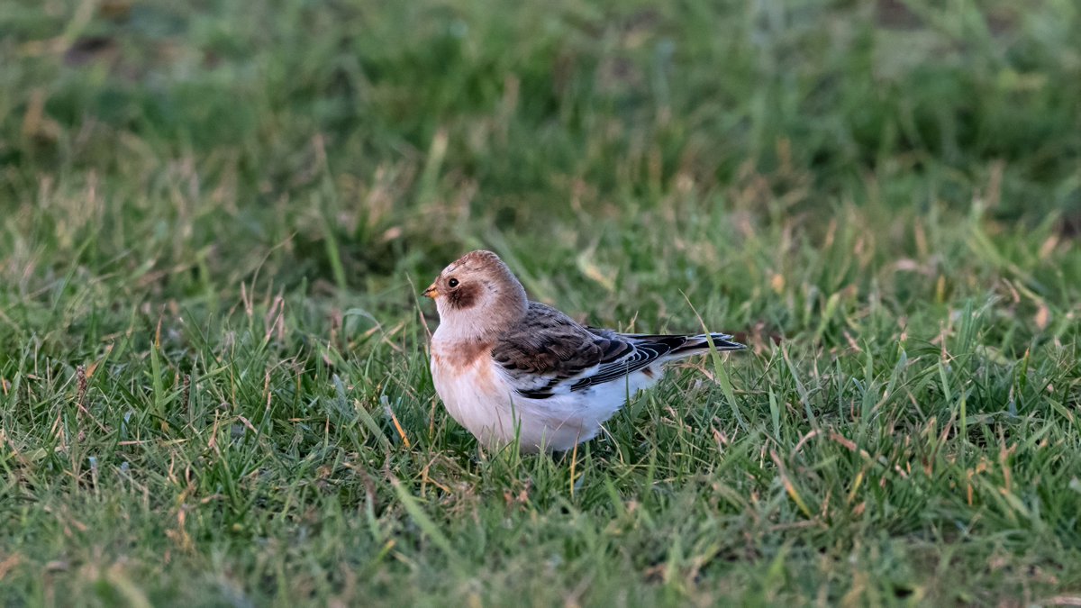 johnfulla's tweet image. Snow Bunting from Whitley Bay