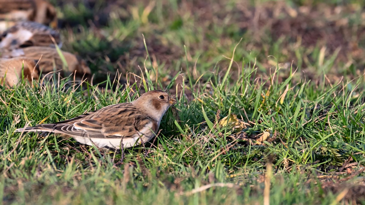 johnfulla's tweet image. Snow Bunting from Whitley Bay