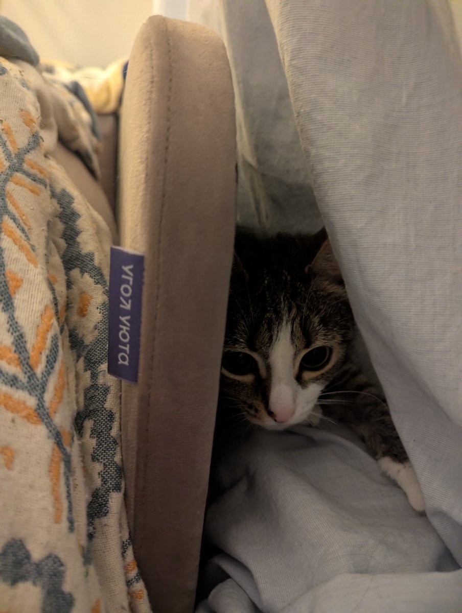 Annushka_Smaslom tweet media