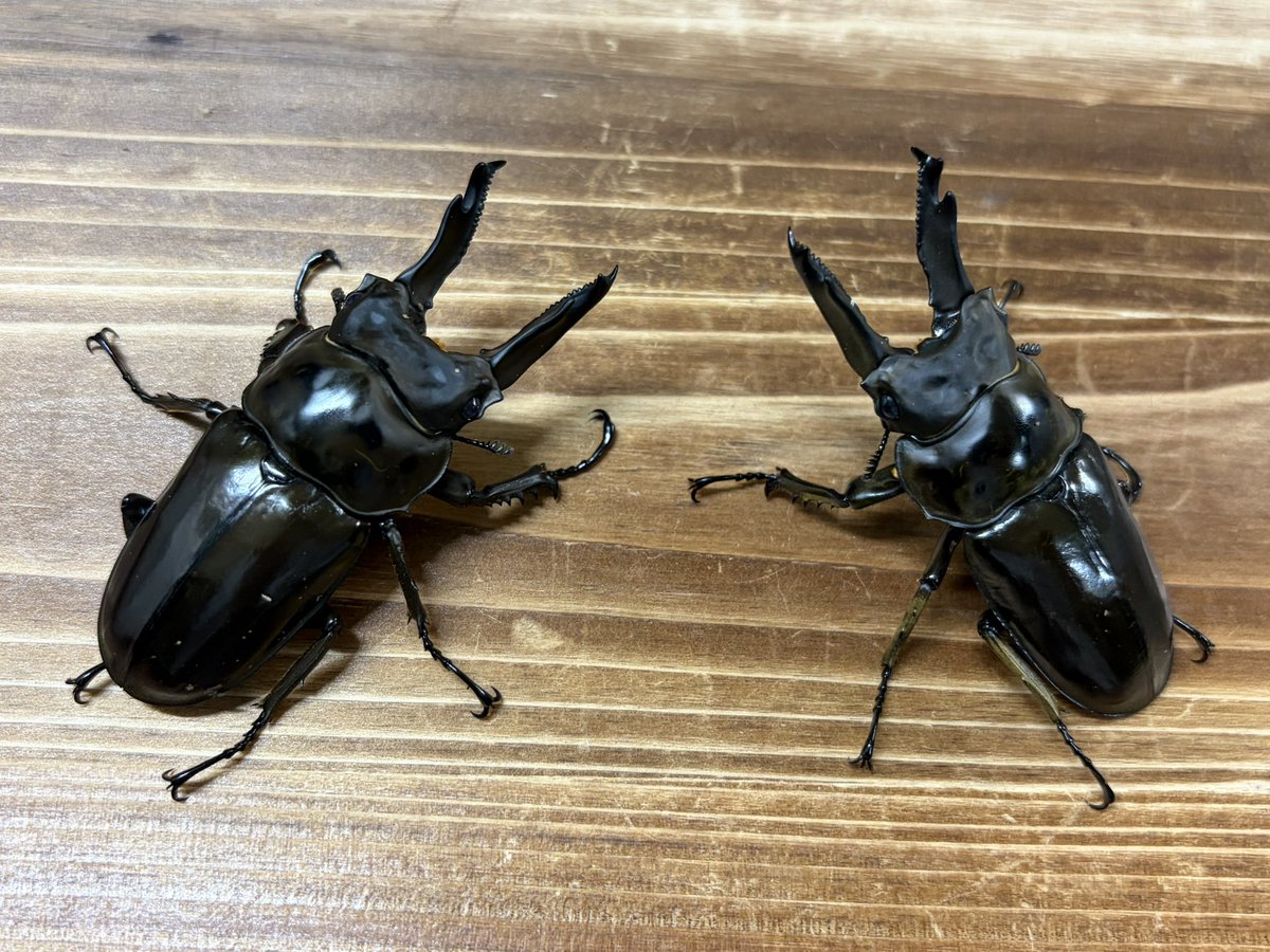 INSECT JOKER official インセクト ジョーカー (@INSECT_JOKER