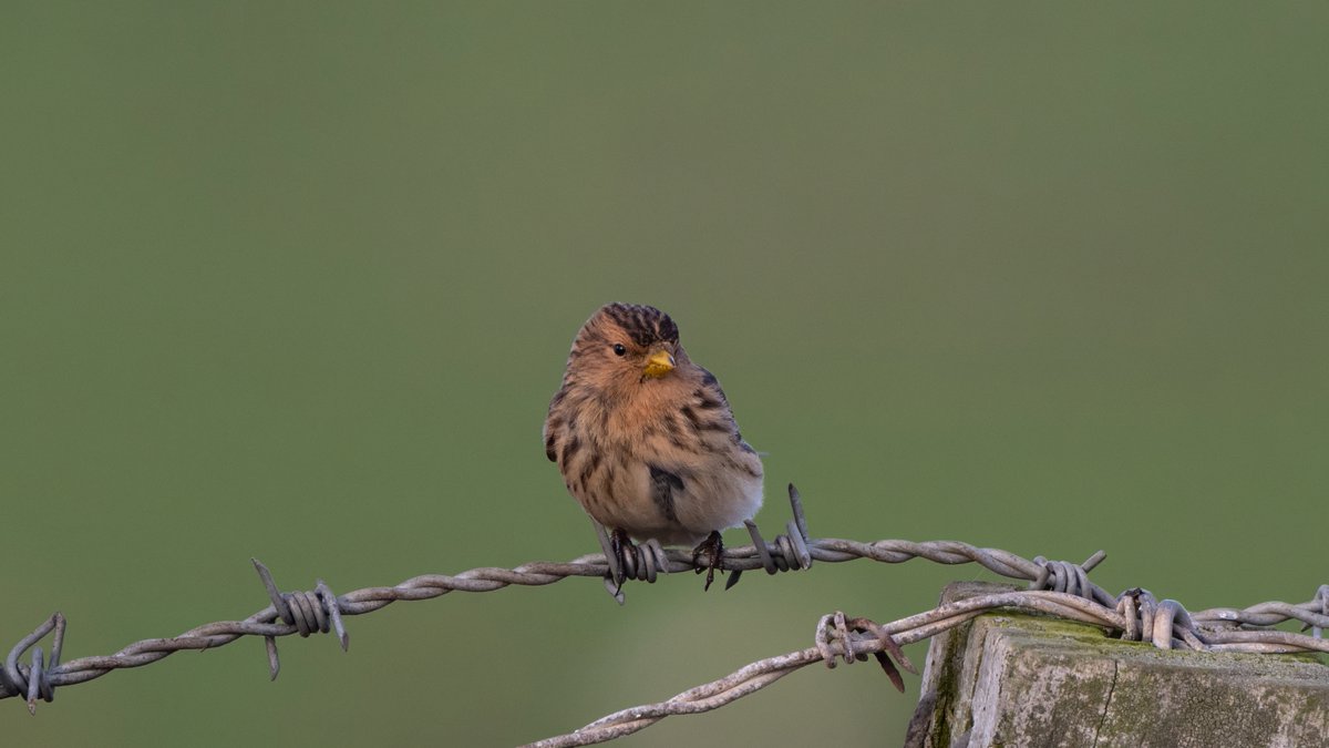 johnfulla's tweet image. Twite from Teesside