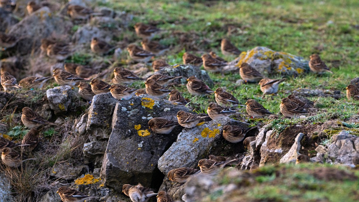 johnfulla's tweet image. Twite from Teesside