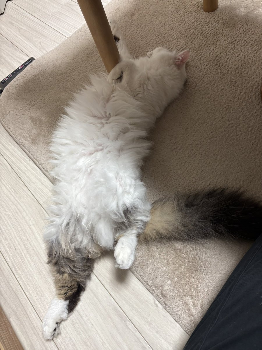 素晴らしいフォームのヘソ天😹