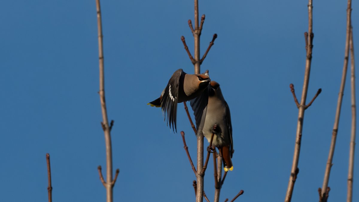 johnfulla's tweet image. Waxwings from Teesside