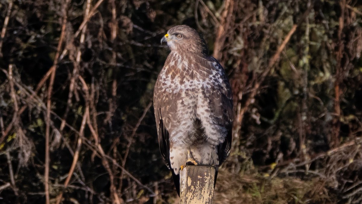johnfulla's tweet image. Buzzard from WWT