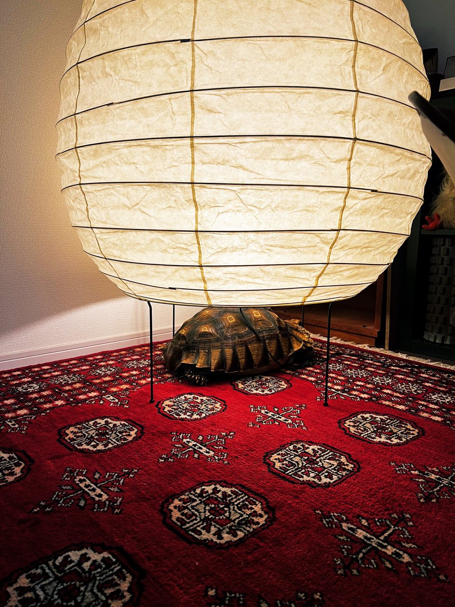 そこで寝るんだ、センスあるね