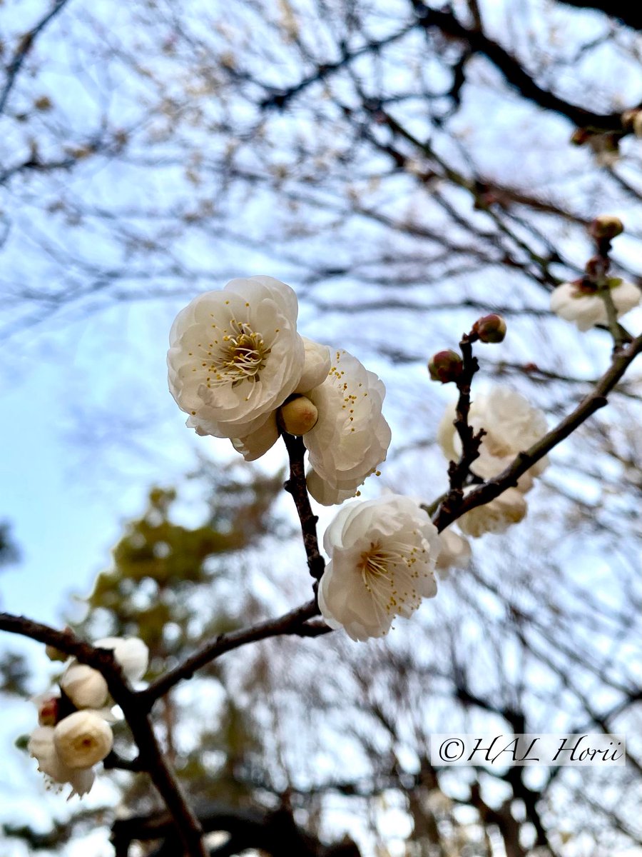 HALHoriiart's tweet image. 白梅🌸
#flower #nature
#NaturePhotography