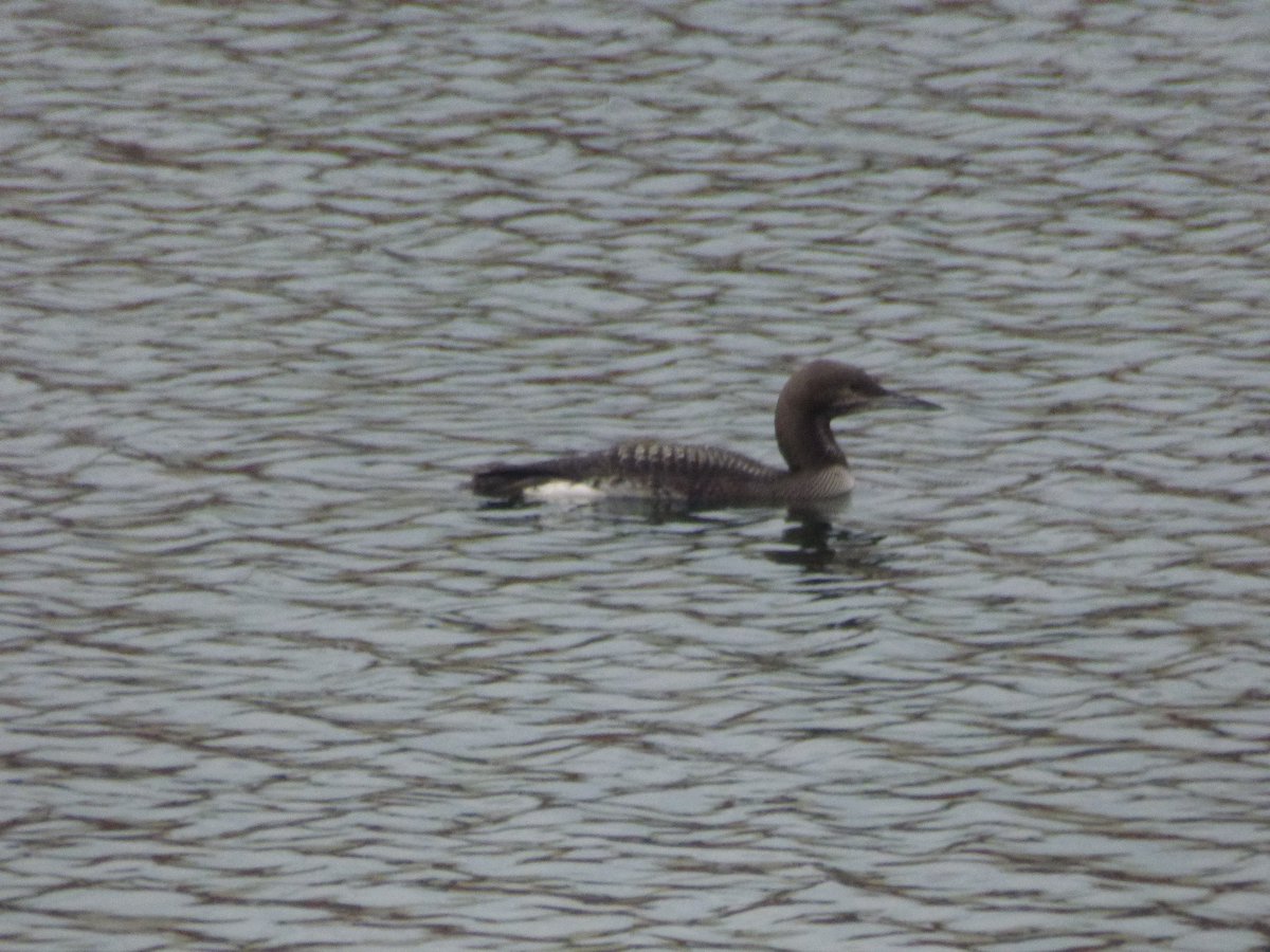 kevin stead tweet media