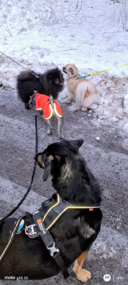 Meillä oli kunnon jengi kasassa päivälenkillä, oli Iso-Leevi ja Mio, pienet laittoi painiksi ja minä olin tuomarina 😄