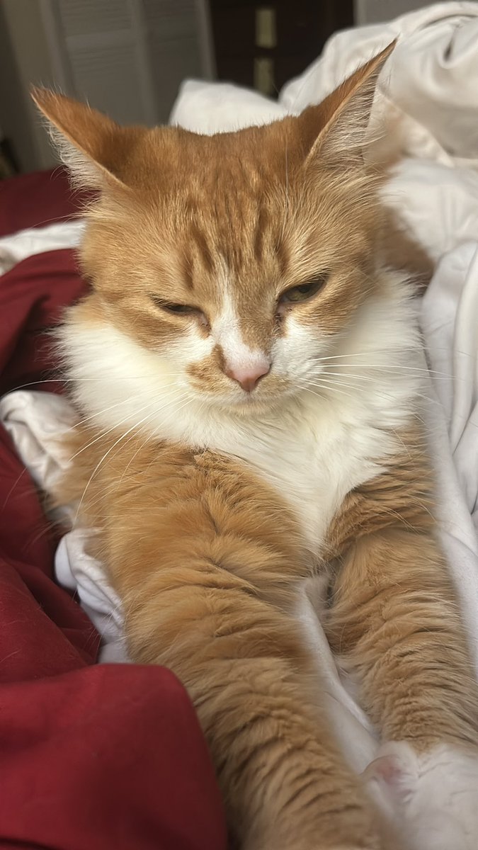 DoomBotQ's tweet image. I hate being sick. Fever spiked to 102.9 yesterday. Thankfully it’s down mostly. And I have my little companion with me.