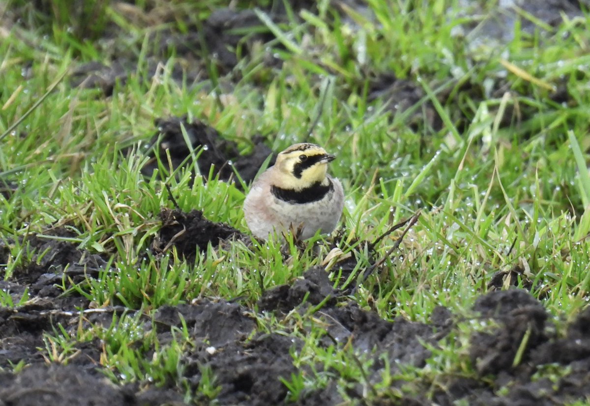 Phil Locker tweet media