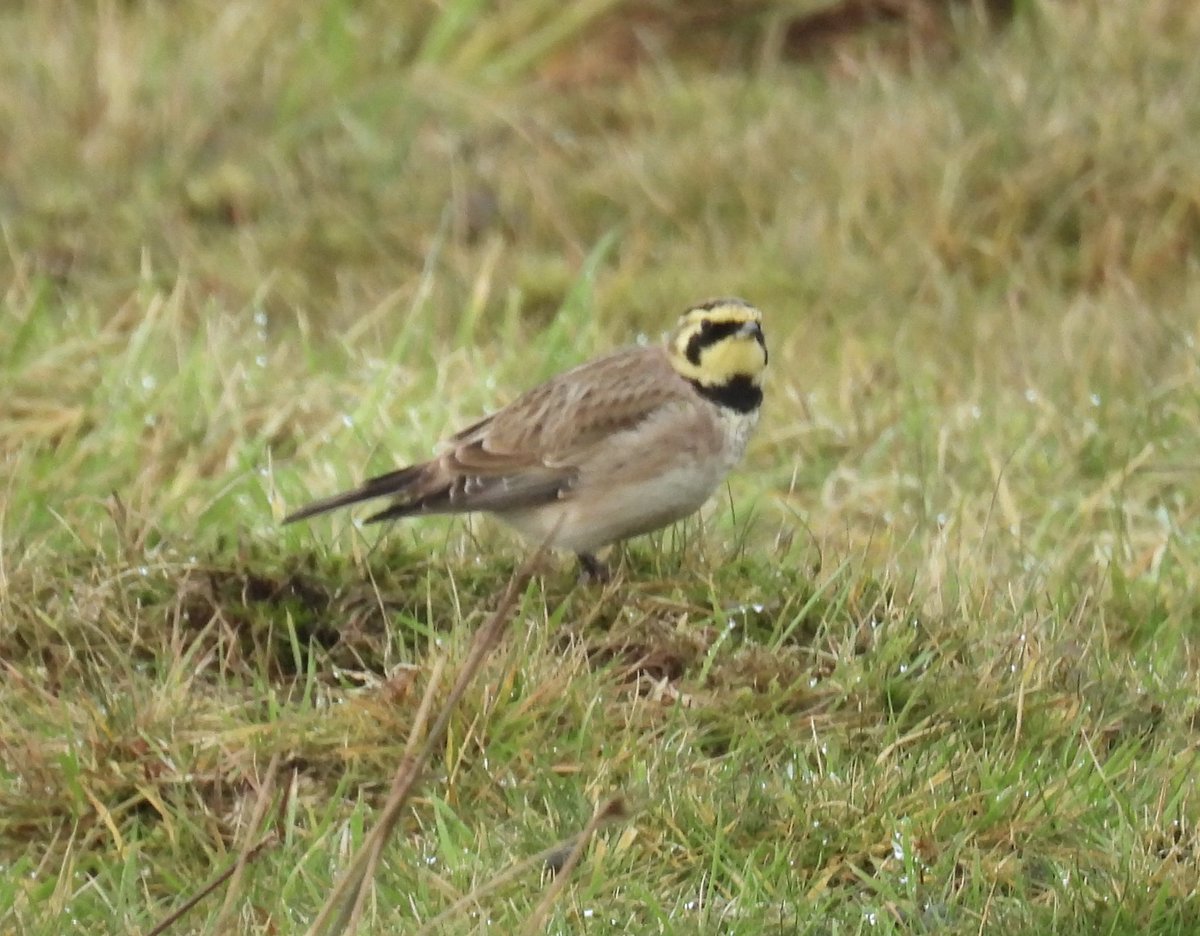 Phil Locker tweet media