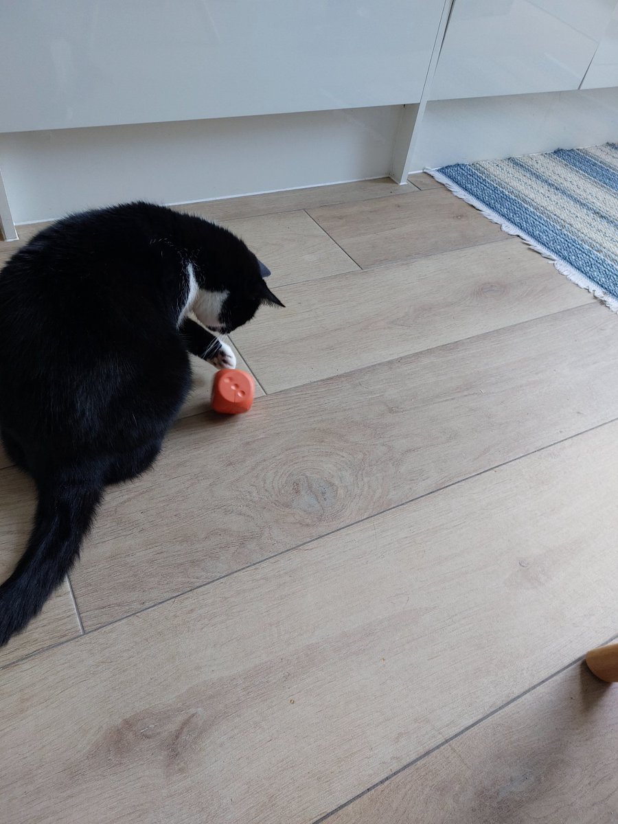 Again...treats in this cube....happy #Caturday. Lumi xxx