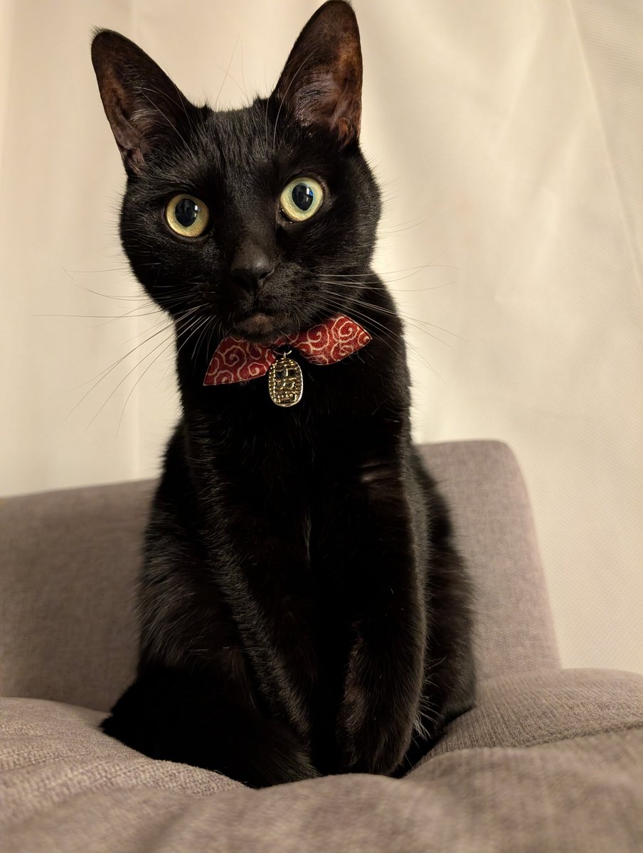 2831日目。
4歳児改め5歳児（NEW!）が黒猫を見ながら「ちたら（＝ティチャラ＝黒猫）がまるい…こんなにまるかった…？」とややびっくりげに呟いたところ、黒猫もびっくり顔してスッ…と姿勢を正していた。多少細く？はなっていたが5歳児的には変化が薄かったようで「まだまるい…」と呟いていた。