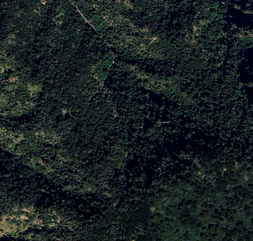 GuerraenlaUni's tweet photo. Pocos países africanos como Somalilandia tienen paisajes tan diversos en distancias tan cortas. Entre este desierto de arena y este bosque solo hay 40 km. Por aquí andaremos prospectando en breve. https://t.co/c8AHlCPPRc