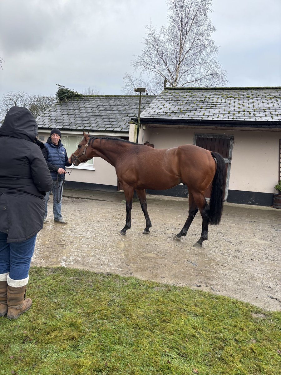 Ballyhane Stud tweet media