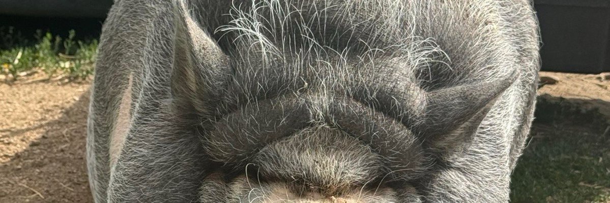 NikePig_ADA's tweet photo. Tap to see a good pig

$NIKEPIG