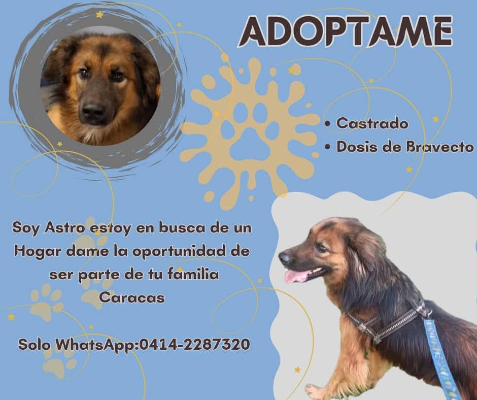 Astro busca a su familia ideal para entregarle su amor y corazón por siempre