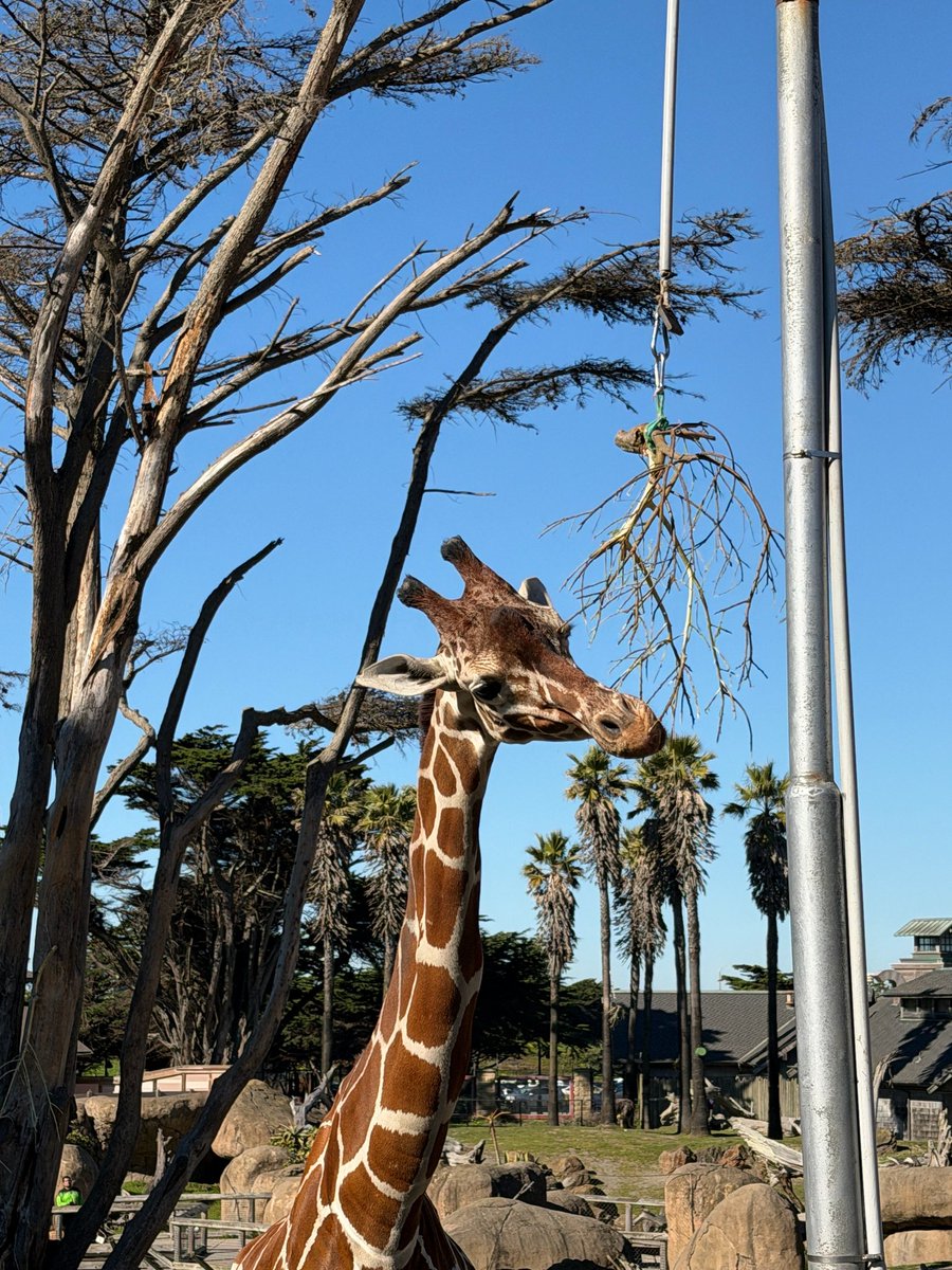 MinaMyouiBrasil's tweet image. 🐨 ZOO DATE! Jihyo contou no 🫧 que aproveitou seu dia de folga para ir ao zoológico com Jeongyeon e Mina.

#TWICE #트와이스 #MYOUIMINA #미나 #ミナ @JYPETWICE