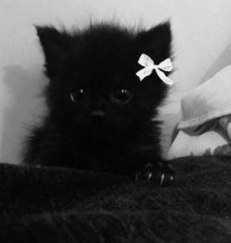 biddlez's tweet image. じめじめでしんどい。SNSしたい 👁️