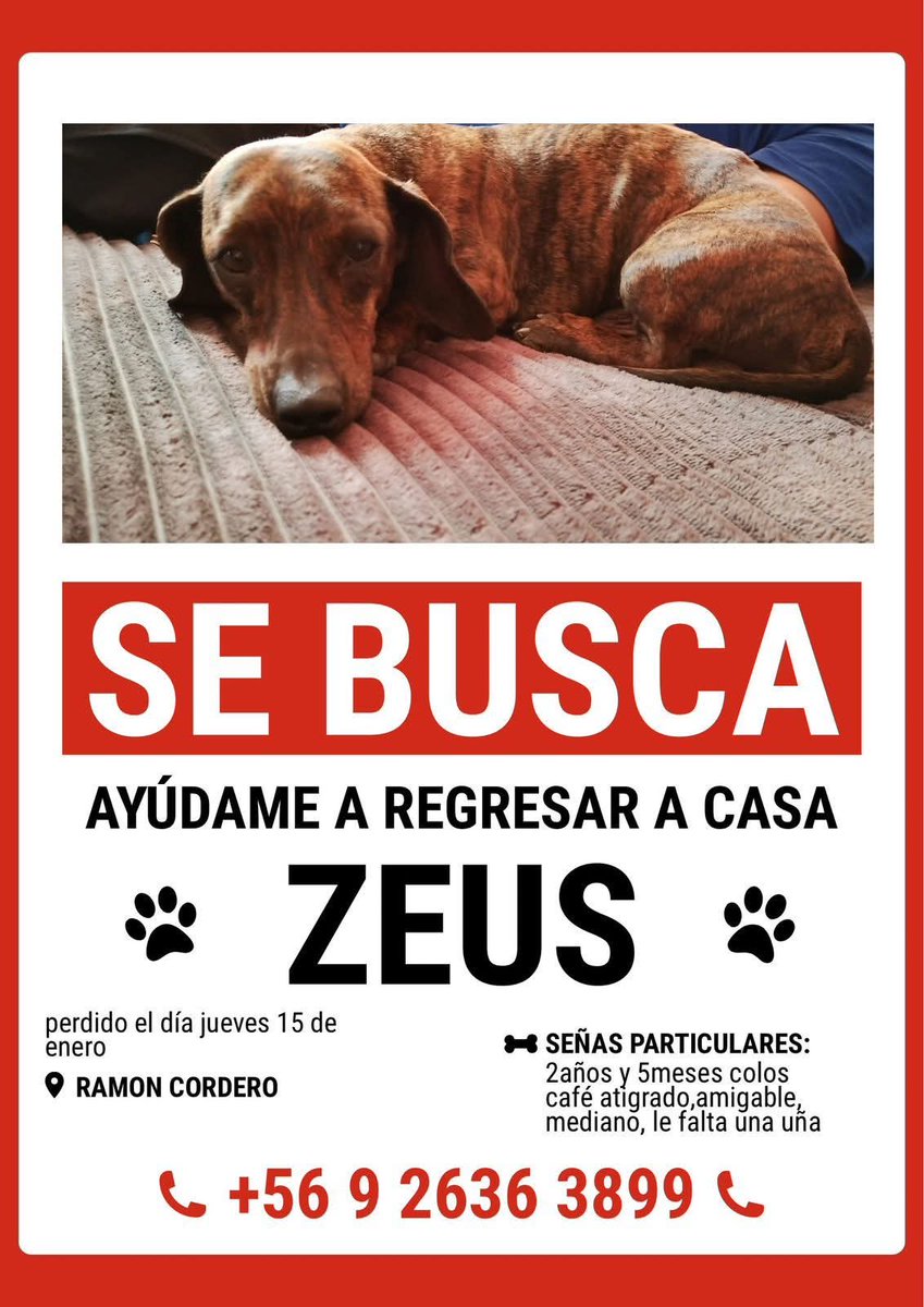 Atención #Valparaíso buscan a Zeus. Favor RT!