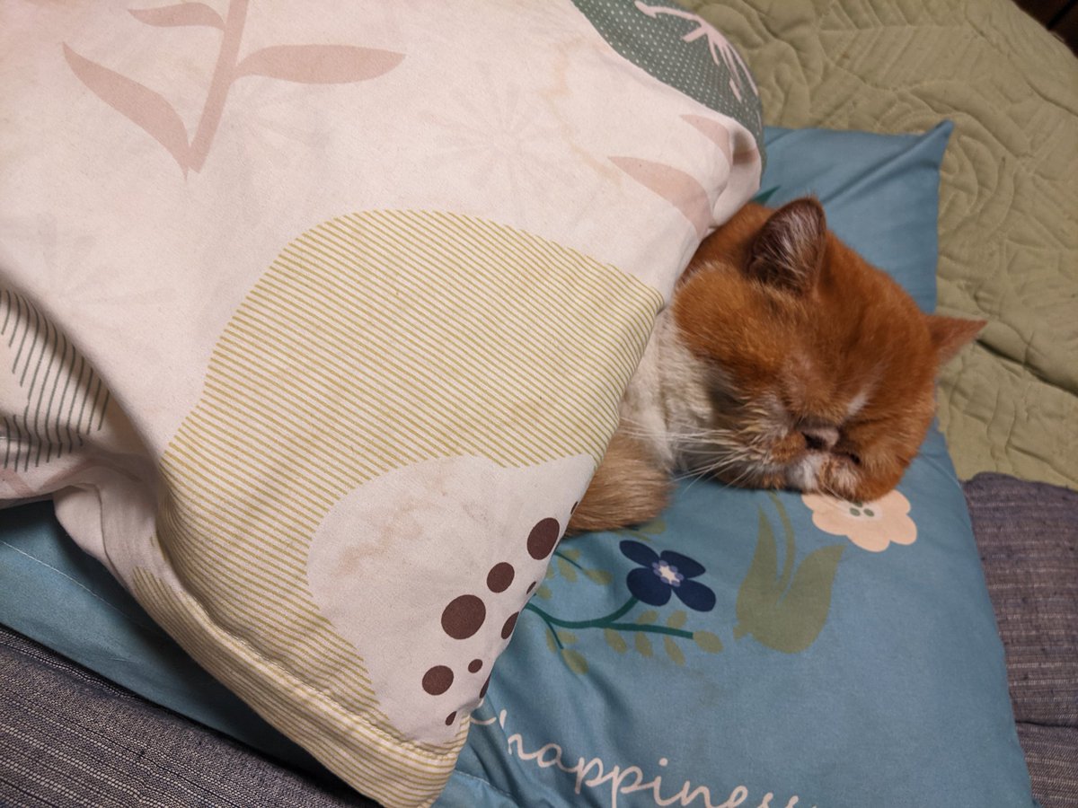 コイツさんは先に寝たよ！！俺は眠眠打破昼に飲んだから寝れないよ！！🤡✨✨