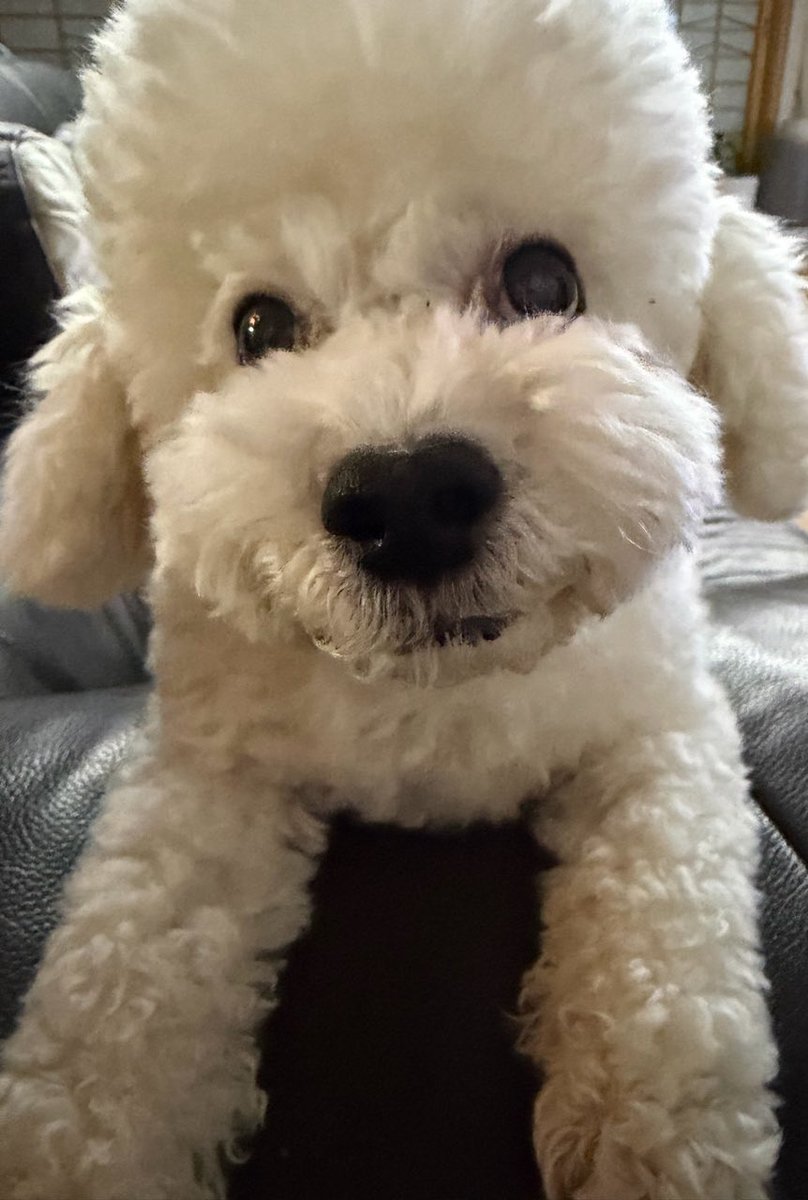 mechocola's tweet image. ฉันมีชีวิตอยู่มาจนถึงวันที่ "คุณวีวี่" ยิ้มอ่อนให้กล้องแล้วเหรอ ไม่เฟียสแล้วอะ น้ำตาจะไหล