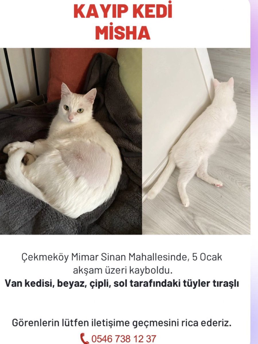 Çekmeköy Mimar Sinan Mahallesinde, 5 Ocak akşam üzeri kayboldu.

Van kedisi, beyaz, çipli, sol tarafındaki tüyler tıraşlı

Görenlerin lütfen iletişime geçmesini rica ederiz.

0546 738 12 37