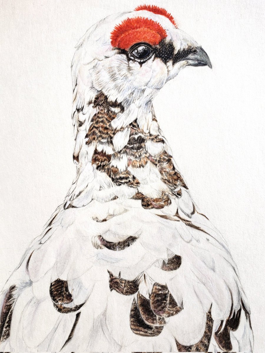 #ライチョウ

ふっくらぼでぃの可愛い雷鳥さん🐥🪭
雪山登山の癒しです☺️

私にとって動物を描く事はより理解を深める事✍️👀
今後も描きます🎨

でも今の時間や環境で描く絵としてはちょっと飽きていもいます🤭
昨年描いたお社や岩肌が新鮮だったので、今後は動物以外も描く機会を増やすつもりです🌸🏞️