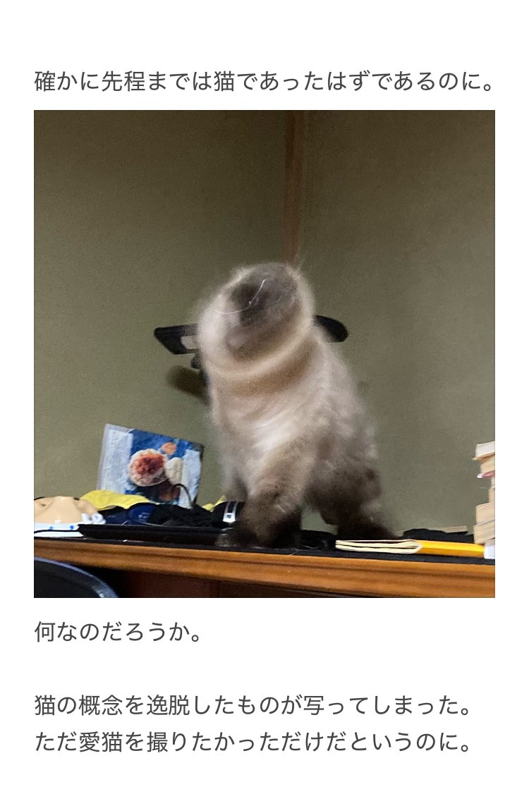 猫の様子に注意が必要な事】