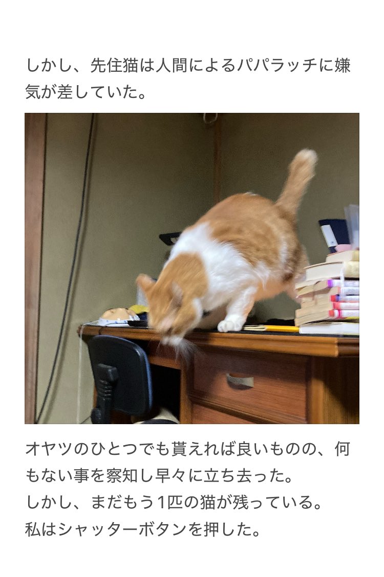 猫の様子に注意が必要な事】