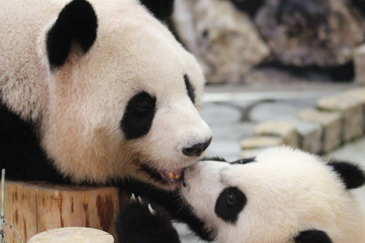 良浜と楓浜の
尊い瞬間🍯🍁

良浜の目一杯を受けていた楓浜❣️

#アドベンチャーワールド 
#つながるパンダファミリー 
#良浜 
#楓浜