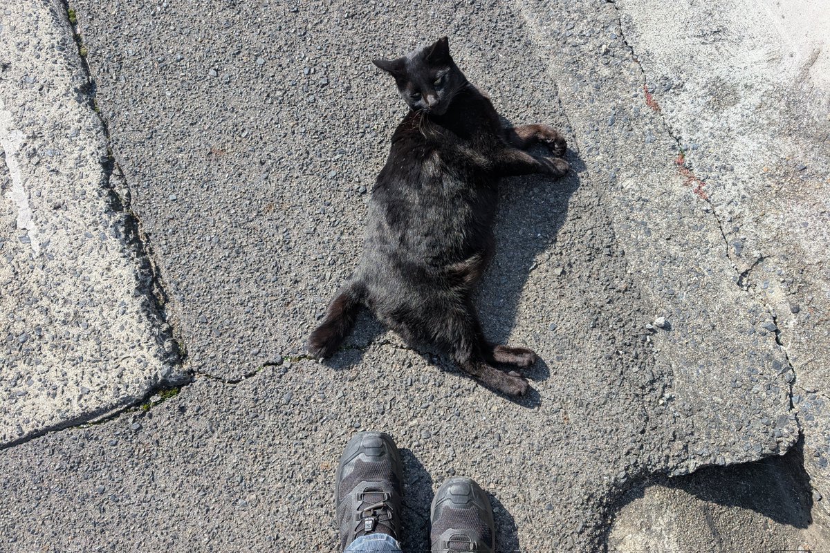 因島に落ちてた猫。撫でさせてくれた子。