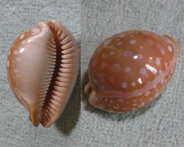 オオサマダカラ(王様宝) といいます(^o^) 【世界五名宝】の1つです