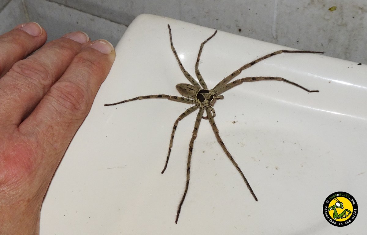 bugsnstuff.com tweet media