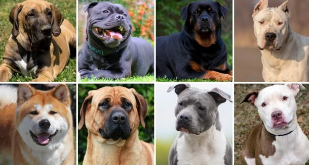 PoliciaMV's tweet image. 🐶 Perros  catalogados Potencialmente Peligrosos en Castilla y León

👉  Pit Bull Terrier, Staffordshire Bull Terrier, American Staffordshire Terrier, Rottweiler, Dogo Argentino, Fila Brasileiro, Tosa Inu y Akita Inu

🚨  Su tenencia exige licencia administrativa, seguro de RC,…