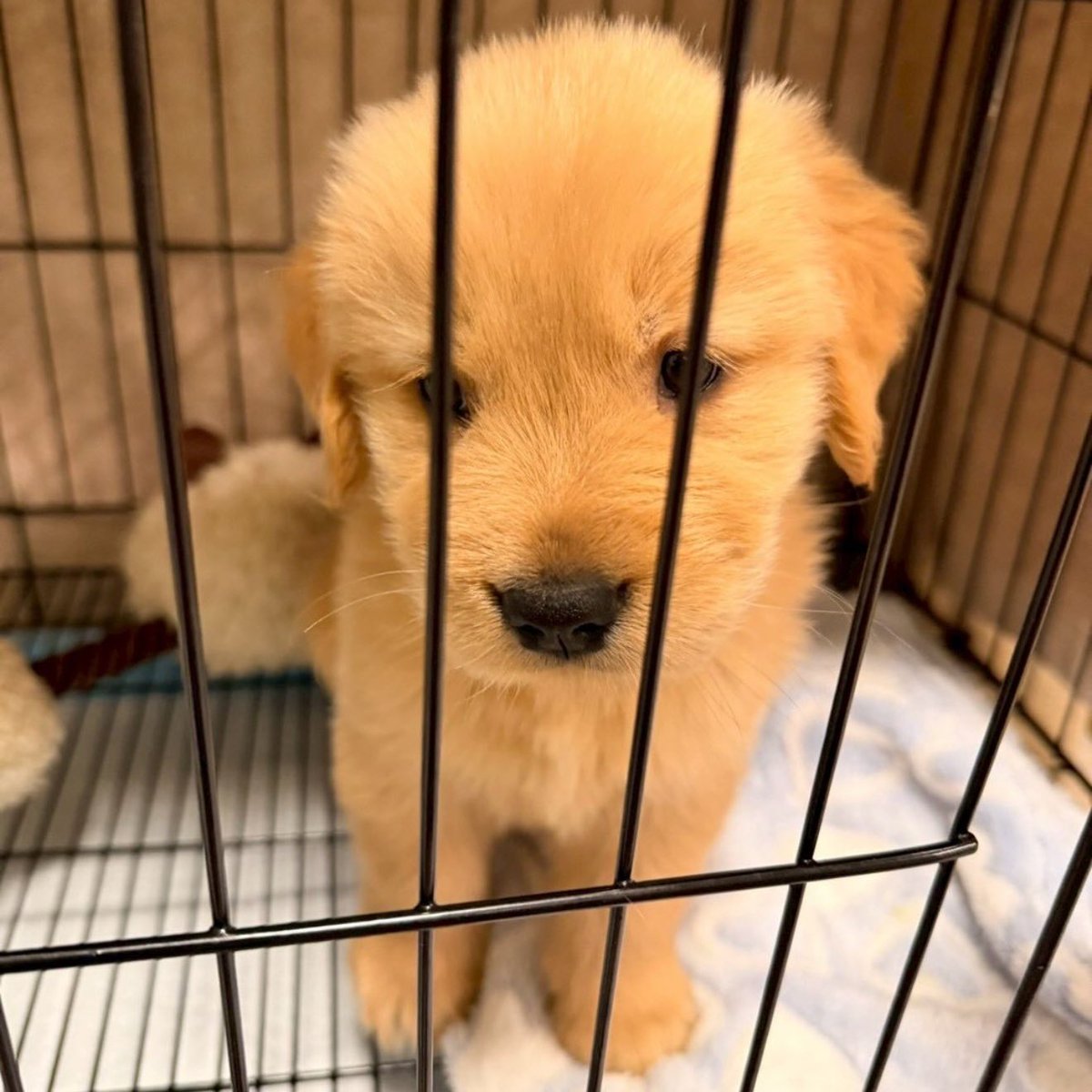 takemybear's tweet image. ป๋มขอแค่ความรักจากคุน นิดเดวก้ได้
ไม่ให้หลอ 🥺