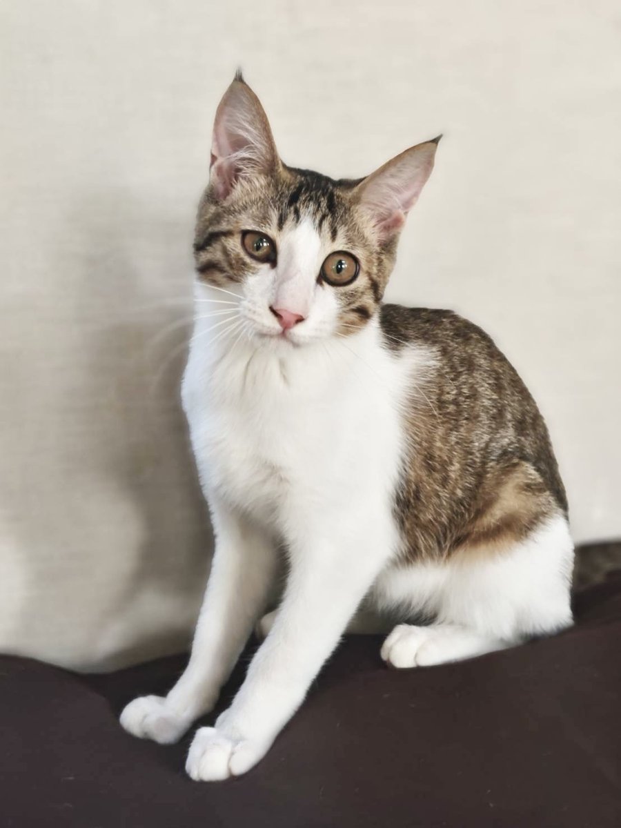 しあわせにゃんこ (@shiawasenyan_22) / Posts / X